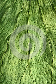 Boj tree green leaf macro closeup texture