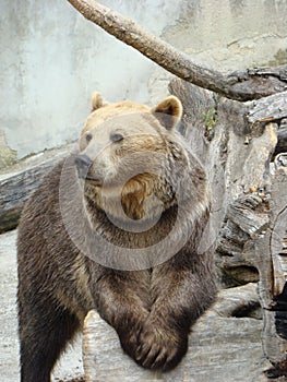 Bojnice ZOO Slovakia