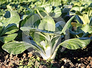 Bok choy photo