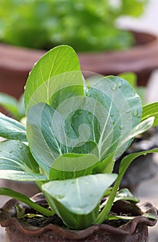 Bok Choy