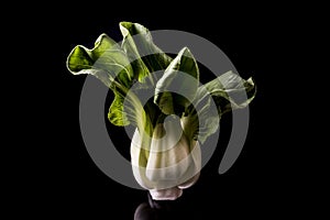 Bok choy