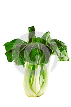 Bok choy