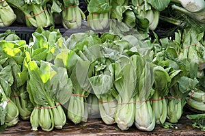 Bok Choy