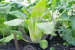 Bok choy - also known as pak choi, pok choi or Chinese cabbage - photo
