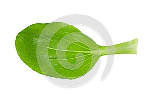 Bok choy cabbage isolated on a white background