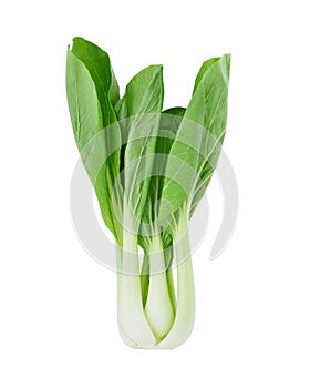 Bok choy chinese cabbage