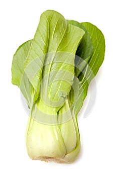 Bok choy Chinese cabbage