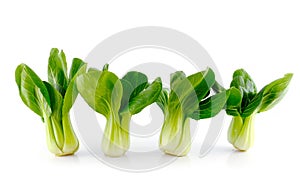 Bok choy (chinese cabbage)