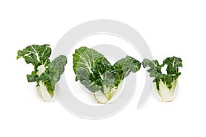 Bok choy (chinese cabbage)