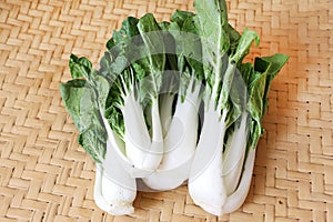 Bok choy or Chinese cabbage