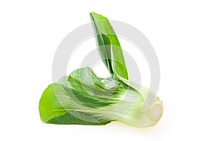 Bok choy (chinese cabbage) isolated on white background