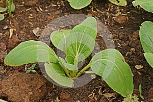 Bok choy or Chinese cabbage seedling, leafy vegetable