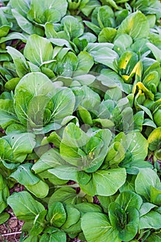 Bok choy (chinese cabbage), Vegetable.