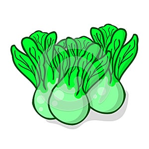 Bok choy or chinese cabbage vegetable vector