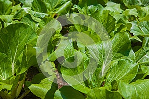 Bok Choy on the farm