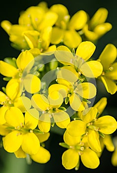 Bok choy flowers