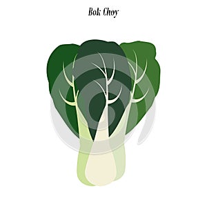 Bok choy illustration