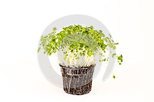 Bok choy microgreen with roots and soil. Micro greens arugula sprouts on white background. Microgreen sprouts Raw sprouts, healthy