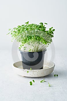Bok choy microgreens in pot on plate. Aragula, edible root vegetable, vertical