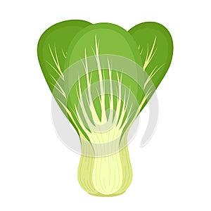 Bok choy or Pak choi. Chinese cabbage. Healthy food, fresh organic vegetable, vector illustration