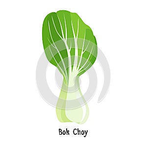 Bok choy or pak choi type of Chinese cabbage vector