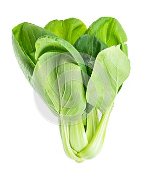 Bok choy pok choi, pak choi Chinese leaf cabbage photo