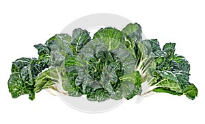 Bok choy vegetable isolated on white background