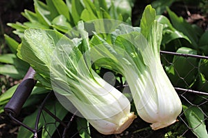 Bok choy in a wild garlic field