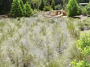 Bok Tower Gardens Childrens Garden Grasses