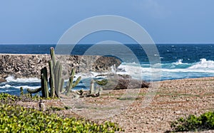 Boka Ascension cacti and coastline photo