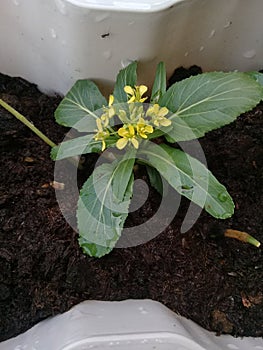 Bokchoy leaves and flower growing