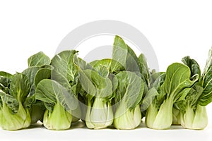 Bokchoy line-up