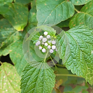 Boke jhar flowering