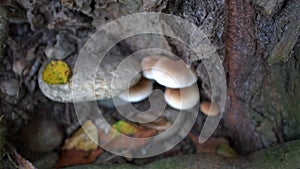 Bokeh - Autumn landscape in the woods with mushrooms and leaves