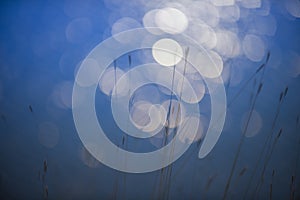 Grass, abstract, background..