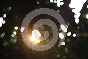 The bokeh background is blurred between the trees with lens flare