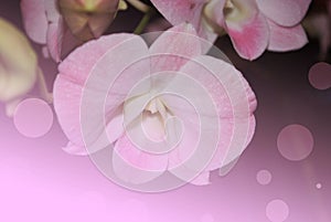 Bokeh and background