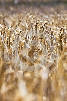 Bokeh of barley field with sky background photo