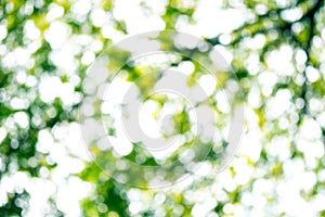 Bokeh blur of tree canopy