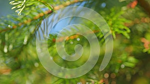 Bokeh. Branch Of A Coniferous Tree With Raindrops. Branch Of A Coniferous Tree With Drops Of Water. Out of focus.