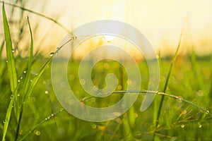 Bokeh of dew drops on green grass fields in rural areas of Thailand With the morning sun light.soft focus