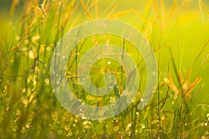 Bokeh of dew drops on green grass fields in rural areas of Thailand With the morning sun light.soft focus