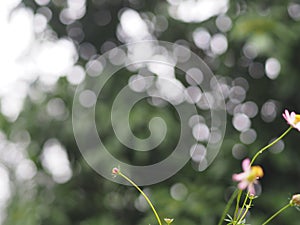 Bokeh dot light fresh Foliage Foreground green leaves texture background of backlight sunshine