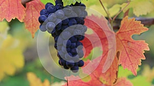 Bokeh into focus video of grapes on grapevine plants autumn season USA
