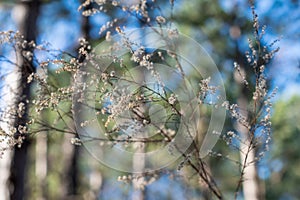 Bokeh Forest Background with Tall Trees and Wildflowers