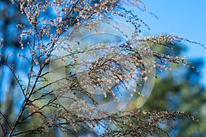 Bokeh Forest and Wildflower Background