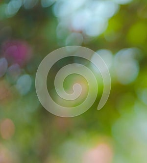 Bokeh green color background nature soft natural