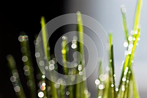 Bokeh green grass background