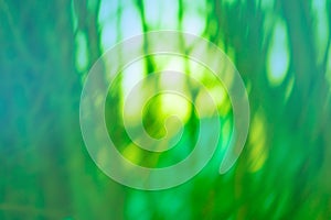 Bokeh in green natural tree leaves background