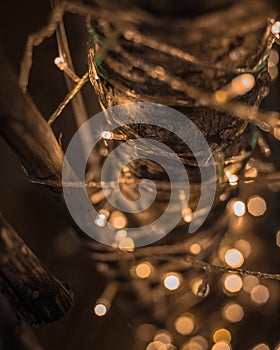 Bokeh LED Light on the Tree In the Chrismast Day In Lampang Thai